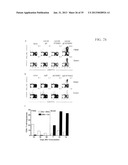 CONSTRUCTS FOR ENHANCING IMMUNE RESPONSES diagram and image