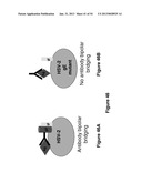 HERPES SIMPLEX VIRUS COMBINED SUBUNIT VACCINES AND METHODS OF USE THEREOF diagram and image