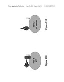 HERPES SIMPLEX VIRUS COMBINED SUBUNIT VACCINES AND METHODS OF USE THEREOF diagram and image