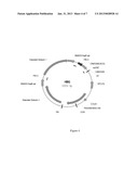 Methods to increase antigenicity of membrane bound polypeptides produced     in plants diagram and image