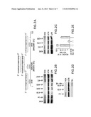 NOVEL RNAi THERAPEUTIC FOR TREATMENT OF HEPATITIS C INFECTION diagram and image