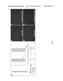 METHOD FOR EARLY DIAGNOSIS OF LIVER CANCER AND PREDICTION OF METASTASIS diagram and image