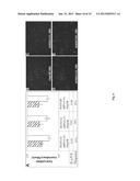 METHOD FOR EARLY DIAGNOSIS OF LIVER CANCER AND PREDICTION OF METASTASIS diagram and image