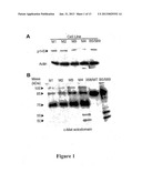 METHODS FOR DIAGNOSING AND MONITORING THE PROGRESSION OF CANCER diagram and image