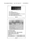 Asymmetric Adapter Library Construction diagram and image