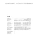 GENETIC ELEMENTS, PROTEINS, AND ASSOCIATED METHODS INCLUDING APPLICATION     OF ADDIITNAL GENETIC INFORMATION TO GRAM (+) THERMOACIDOPHILES diagram and image