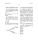 MODULATION OF TIMP1 AND TIMP2 EXPRESSION diagram and image