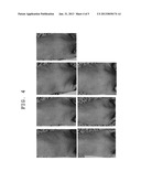 COMPOSITION FOR REDUCING SKIN WRINKLES INCLUDING PDE5 INHIBITOR diagram and image