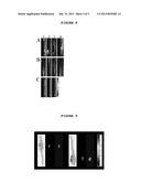 SYNTHESIS AND CHARACTERIZATION OF NEAR IR FLUORESCENT MAGNETIC AND     NON-MAGNETIC ALBUMIN NANOPARTICLES FOR BIOMEDICAL APPLICATIONS diagram and image