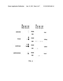 Use of Follistatin-Like Related Gene (FLRG) to Increase Muscle Mass diagram and image