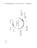 PLANTS HAVING ENHANCED YIELD-RELATED TRAITS AND METHOD FOR MAKING THE SAME diagram and image