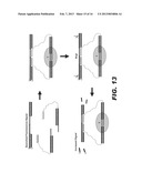 MOLECULAR BIOSENSORS CAPABLE OF SIGNAL AMPLIFICATION diagram and image