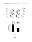 DETECTION OF MUTATIONS IN A GENE ENCODING IKB KINASE-COMPLEX-ASSOCIATED     PROTEIN TO DIAGNOSE FAMILIAL DYSAUTONOMIA diagram and image