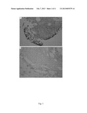 Compositions for Inhibiting Protine-Directed Protein Kinase Fa/Glycogen     Synthesis Kinase 3 Alpha and Use Thereof diagram and image