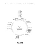 HETEROLOGOUS ANTIBODIES WHICH BIND HUMAN CD4 diagram and image