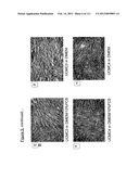 ISOLATION AND CULTIVATION OF STEM/PROGENITOR CELLS FROM THE AMNIOTIC     MEMBRANE OF UMBILICAL CORD AND USES OF CELLS DIFFERENTIATED THEREFROM diagram and image