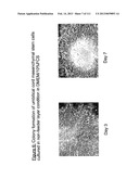 ISOLATION AND CULTIVATION OF STEM/PROGENITOR CELLS FROM THE AMNIOTIC     MEMBRANE OF UMBILICAL CORD AND USES OF CELLS DIFFERENTIATED THEREFROM diagram and image