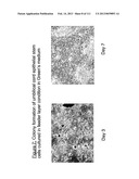 ISOLATION AND CULTIVATION OF STEM/PROGENITOR CELLS FROM THE AMNIOTIC     MEMBRANE OF UMBILICAL CORD AND USES OF CELLS DIFFERENTIATED THEREFROM diagram and image