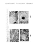 ISOLATION AND CULTIVATION OF STEM/PROGENITOR CELLS FROM THE AMNIOTIC     MEMBRANE OF UMBILICAL CORD AND USES OF CELLS DIFFERENTIATED THEREFROM diagram and image