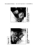 ISOLATION AND CULTIVATION OF STEM/PROGENITOR CELLS FROM THE AMNIOTIC     MEMBRANE OF UMBILICAL CORD AND USES OF CELLS DIFFERENTIATED THEREFROM diagram and image