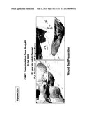 ISOLATION AND CULTIVATION OF STEM/PROGENITOR CELLS FROM THE AMNIOTIC     MEMBRANE OF UMBILICAL CORD AND USES OF CELLS DIFFERENTIATED THEREFROM diagram and image