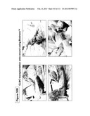 ISOLATION AND CULTIVATION OF STEM/PROGENITOR CELLS FROM THE AMNIOTIC     MEMBRANE OF UMBILICAL CORD AND USES OF CELLS DIFFERENTIATED THEREFROM diagram and image