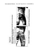 ISOLATION AND CULTIVATION OF STEM/PROGENITOR CELLS FROM THE AMNIOTIC     MEMBRANE OF UMBILICAL CORD AND USES OF CELLS DIFFERENTIATED THEREFROM diagram and image