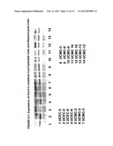 ISOLATION AND CULTIVATION OF STEM/PROGENITOR CELLS FROM THE AMNIOTIC     MEMBRANE OF UMBILICAL CORD AND USES OF CELLS DIFFERENTIATED THEREFROM diagram and image