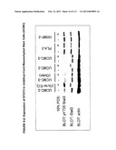 ISOLATION AND CULTIVATION OF STEM/PROGENITOR CELLS FROM THE AMNIOTIC     MEMBRANE OF UMBILICAL CORD AND USES OF CELLS DIFFERENTIATED THEREFROM diagram and image