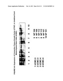 ISOLATION AND CULTIVATION OF STEM/PROGENITOR CELLS FROM THE AMNIOTIC     MEMBRANE OF UMBILICAL CORD AND USES OF CELLS DIFFERENTIATED THEREFROM diagram and image