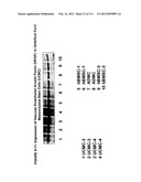 ISOLATION AND CULTIVATION OF STEM/PROGENITOR CELLS FROM THE AMNIOTIC     MEMBRANE OF UMBILICAL CORD AND USES OF CELLS DIFFERENTIATED THEREFROM diagram and image