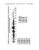 ISOLATION AND CULTIVATION OF STEM/PROGENITOR CELLS FROM THE AMNIOTIC     MEMBRANE OF UMBILICAL CORD AND USES OF CELLS DIFFERENTIATED THEREFROM diagram and image