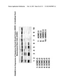 ISOLATION AND CULTIVATION OF STEM/PROGENITOR CELLS FROM THE AMNIOTIC     MEMBRANE OF UMBILICAL CORD AND USES OF CELLS DIFFERENTIATED THEREFROM diagram and image