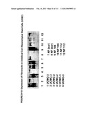 ISOLATION AND CULTIVATION OF STEM/PROGENITOR CELLS FROM THE AMNIOTIC     MEMBRANE OF UMBILICAL CORD AND USES OF CELLS DIFFERENTIATED THEREFROM diagram and image