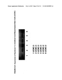 ISOLATION AND CULTIVATION OF STEM/PROGENITOR CELLS FROM THE AMNIOTIC     MEMBRANE OF UMBILICAL CORD AND USES OF CELLS DIFFERENTIATED THEREFROM diagram and image