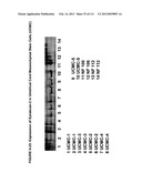 ISOLATION AND CULTIVATION OF STEM/PROGENITOR CELLS FROM THE AMNIOTIC     MEMBRANE OF UMBILICAL CORD AND USES OF CELLS DIFFERENTIATED THEREFROM diagram and image