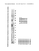 ISOLATION AND CULTIVATION OF STEM/PROGENITOR CELLS FROM THE AMNIOTIC     MEMBRANE OF UMBILICAL CORD AND USES OF CELLS DIFFERENTIATED THEREFROM diagram and image