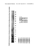 ISOLATION AND CULTIVATION OF STEM/PROGENITOR CELLS FROM THE AMNIOTIC     MEMBRANE OF UMBILICAL CORD AND USES OF CELLS DIFFERENTIATED THEREFROM diagram and image