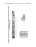 ISOLATION AND CULTIVATION OF STEM/PROGENITOR CELLS FROM THE AMNIOTIC     MEMBRANE OF UMBILICAL CORD AND USES OF CELLS DIFFERENTIATED THEREFROM diagram and image