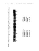 ISOLATION AND CULTIVATION OF STEM/PROGENITOR CELLS FROM THE AMNIOTIC     MEMBRANE OF UMBILICAL CORD AND USES OF CELLS DIFFERENTIATED THEREFROM diagram and image