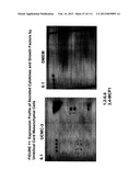 ISOLATION AND CULTIVATION OF STEM/PROGENITOR CELLS FROM THE AMNIOTIC     MEMBRANE OF UMBILICAL CORD AND USES OF CELLS DIFFERENTIATED THEREFROM diagram and image