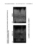 ISOLATION AND CULTIVATION OF STEM/PROGENITOR CELLS FROM THE AMNIOTIC     MEMBRANE OF UMBILICAL CORD AND USES OF CELLS DIFFERENTIATED THEREFROM diagram and image