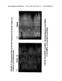 ISOLATION AND CULTIVATION OF STEM/PROGENITOR CELLS FROM THE AMNIOTIC     MEMBRANE OF UMBILICAL CORD AND USES OF CELLS DIFFERENTIATED THEREFROM diagram and image