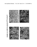 ISOLATION AND CULTIVATION OF STEM/PROGENITOR CELLS FROM THE AMNIOTIC     MEMBRANE OF UMBILICAL CORD AND USES OF CELLS DIFFERENTIATED THEREFROM diagram and image