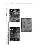 ISOLATION AND CULTIVATION OF STEM/PROGENITOR CELLS FROM THE AMNIOTIC     MEMBRANE OF UMBILICAL CORD AND USES OF CELLS DIFFERENTIATED THEREFROM diagram and image