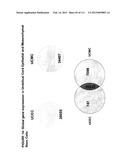 ISOLATION AND CULTIVATION OF STEM/PROGENITOR CELLS FROM THE AMNIOTIC     MEMBRANE OF UMBILICAL CORD AND USES OF CELLS DIFFERENTIATED THEREFROM diagram and image