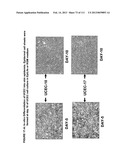 ISOLATION AND CULTIVATION OF STEM/PROGENITOR CELLS FROM THE AMNIOTIC     MEMBRANE OF UMBILICAL CORD AND USES OF CELLS DIFFERENTIATED THEREFROM diagram and image