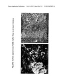 ISOLATION AND CULTIVATION OF STEM/PROGENITOR CELLS FROM THE AMNIOTIC     MEMBRANE OF UMBILICAL CORD AND USES OF CELLS DIFFERENTIATED THEREFROM diagram and image