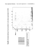 ISOLATION AND CULTIVATION OF STEM/PROGENITOR CELLS FROM THE AMNIOTIC     MEMBRANE OF UMBILICAL CORD AND USES OF CELLS DIFFERENTIATED THEREFROM diagram and image