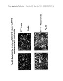 ISOLATION AND CULTIVATION OF STEM/PROGENITOR CELLS FROM THE AMNIOTIC     MEMBRANE OF UMBILICAL CORD AND USES OF CELLS DIFFERENTIATED THEREFROM diagram and image